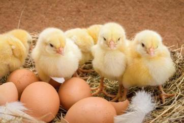 Россия повысила экспорт птицеводческой продукции